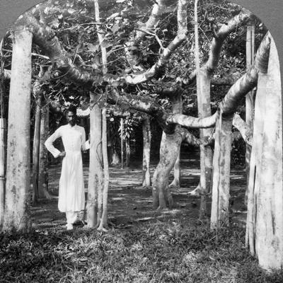 underwood-underwood-among-the-roots-of-a-banyan-tree-calcutta-india-1900s_u-l-q10lmb90.jpg